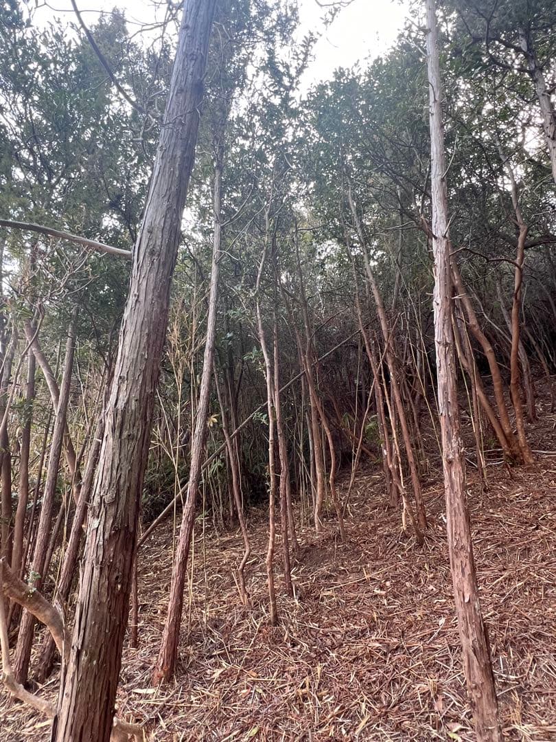 現品　ヒサカキ　ビシャコ　姫榊　特大苗　4mほど　山採り 007 楽天市場】【 単 品 】 ヒサカキ 樹高0.4m前後 15cmポット ひさかき 姫