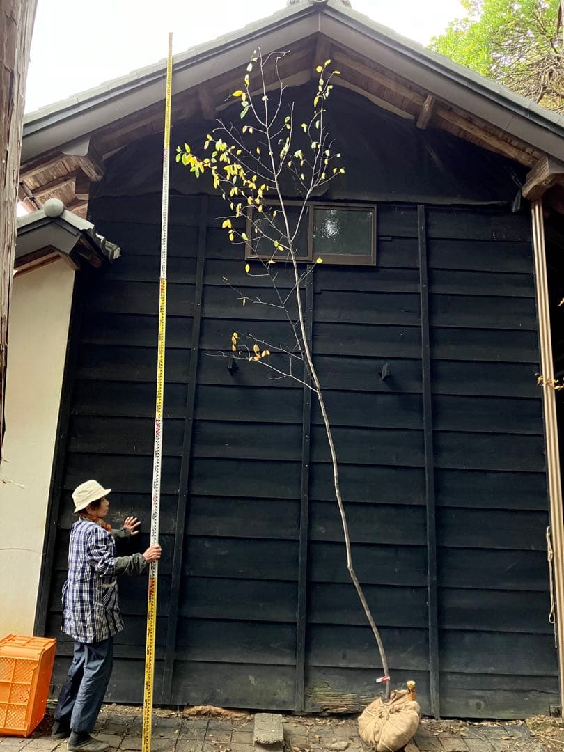 200 山採り　ザイフリボク ザイフリボク (Amelanchier asiatica)