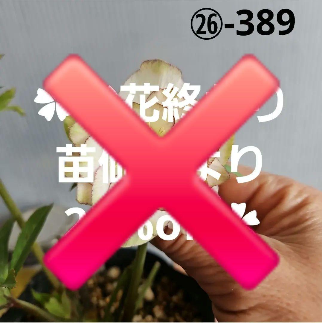 ㉖-389クリスマスローズ お買い得一点物咲き進み株】加藤農園 クリスマスローズ グロッシー