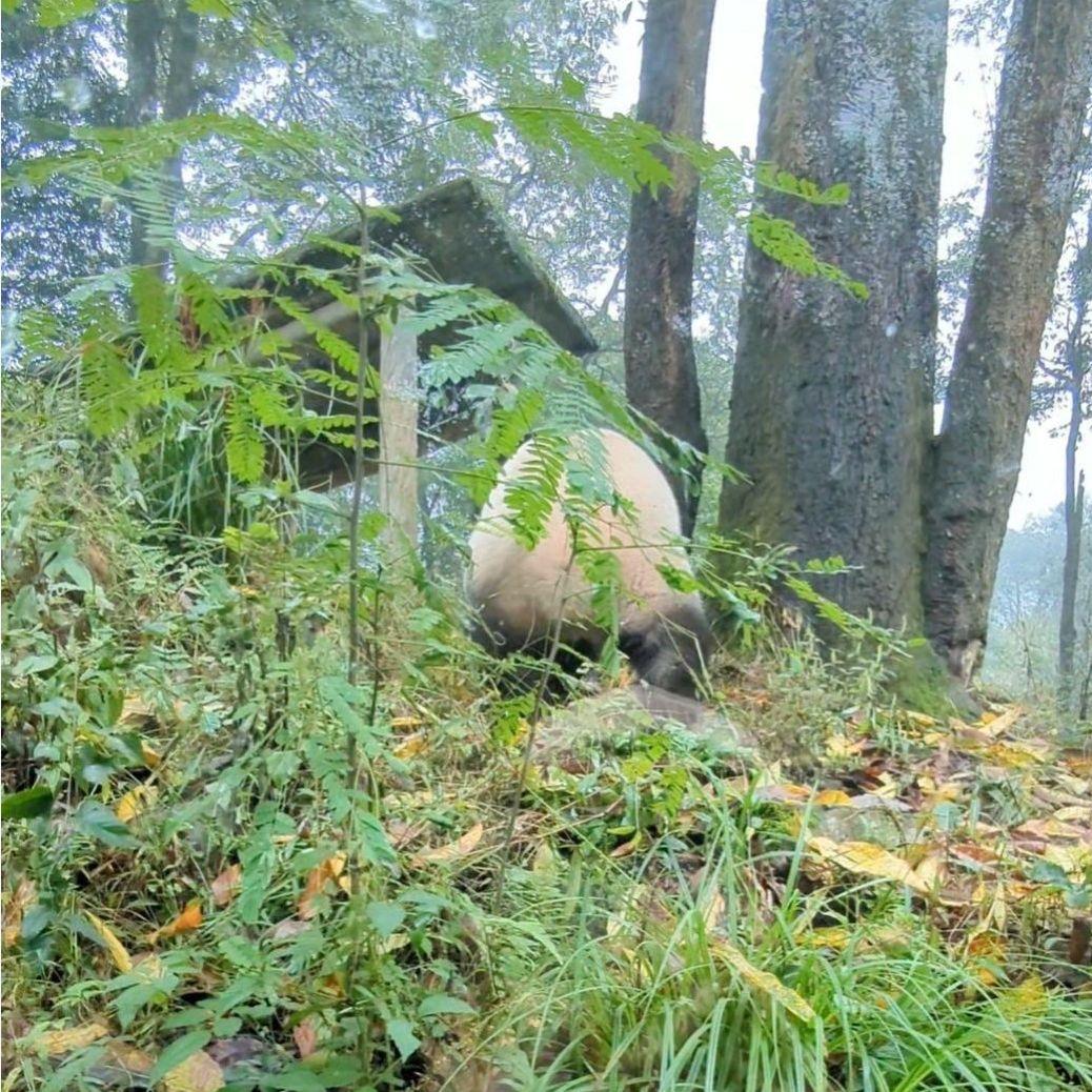 2歳シャンハロウィンコスチューム天使のハートのピンクおばけシャン