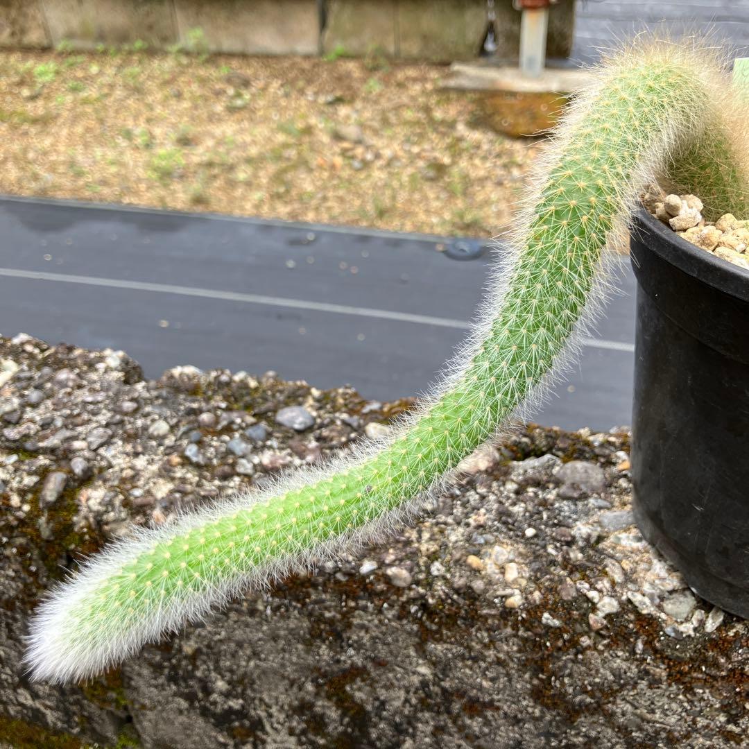 激レア/極美/大株/塊根植物】アデニア ペナンギアナ 鉢植え