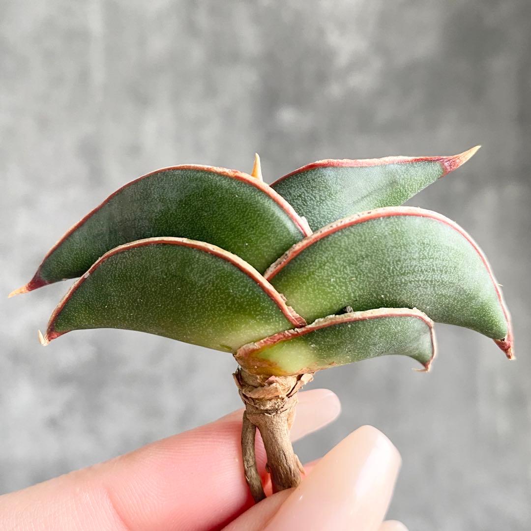 S13090☆オークション販売☆ サンスベリア ロリダ 極上美株！！ - メルカリ