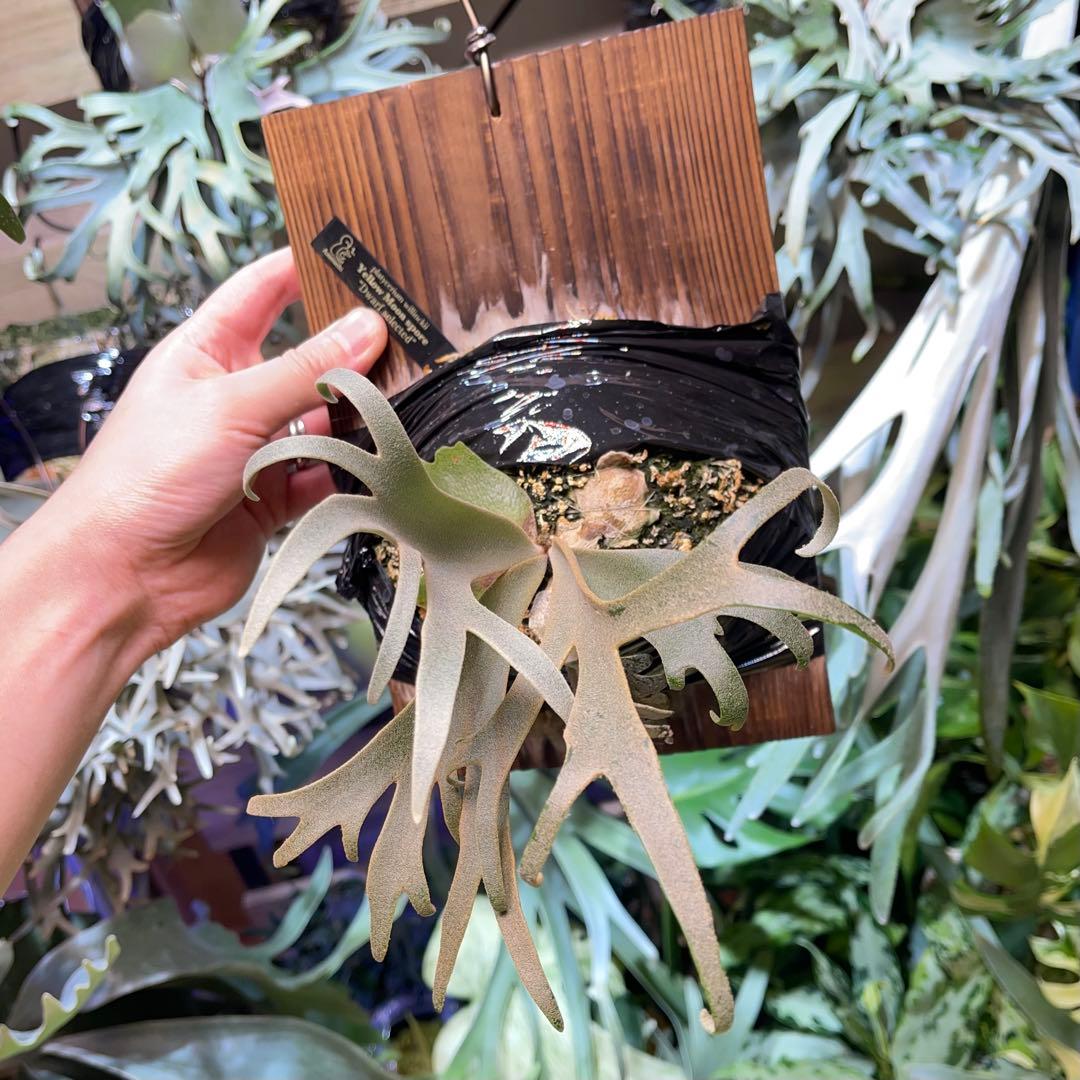 ビカクシダ yellow moon spore dwarf selected - メルカリ