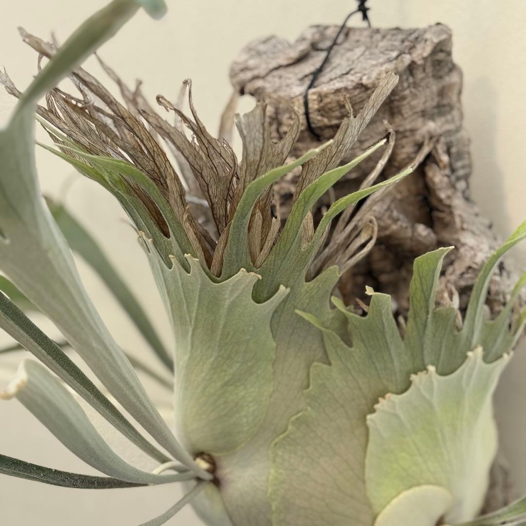 ビカクシダ　veitchii 2nd limited Edition 長期養生株 P.veitchii limited special 2nd edition - メルカリ