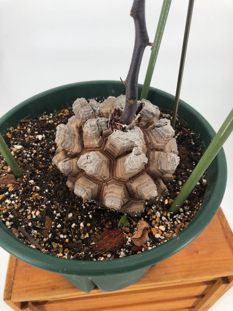 アフリカ亀甲竜　7号　② コーデックス：アフリカ亀甲竜*塊根幅7.5cm 現品！一品限り : 遊恵