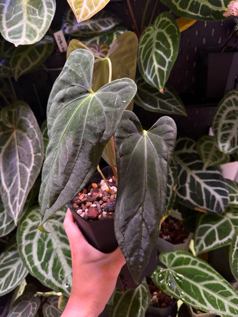 ハ*ん様 アンスリウム Kunayalense x papi NOID x R