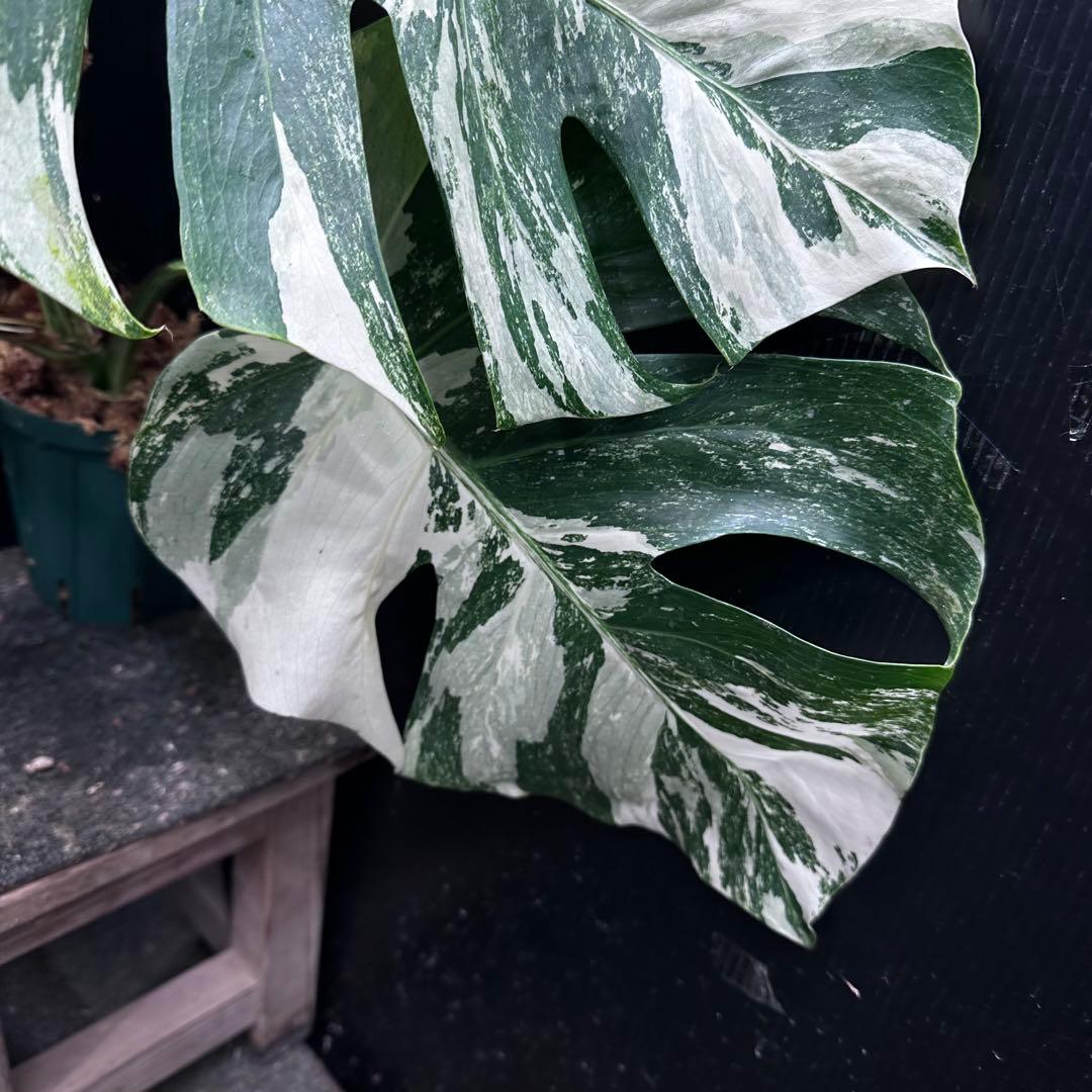 斑入りモンステラ ホワイトタイガー極美大株56cm白斑多 - メルカリ