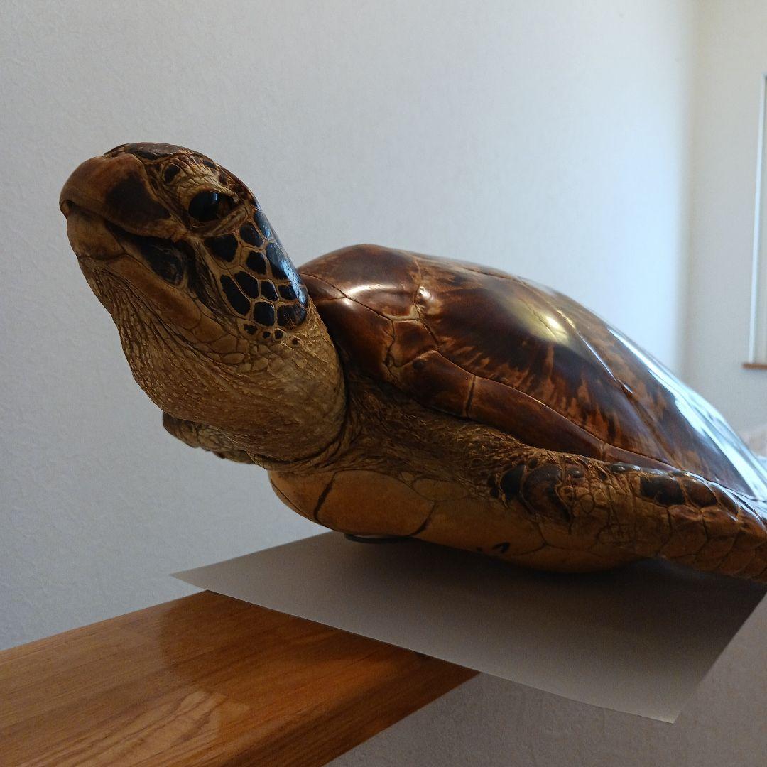 カメの剥製 オブジェ 壁掛け - メルカリ