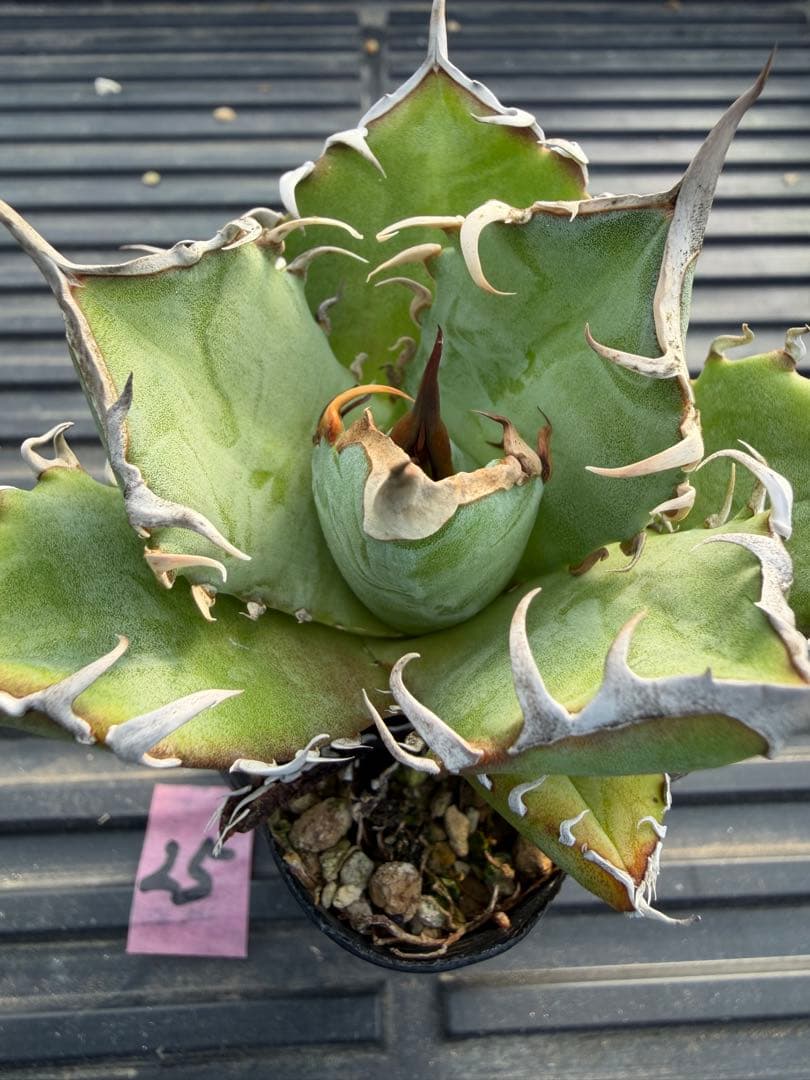 オテロイ　実生コレクション株25 Yahoo!オークション -「アガベオテロイ」の落札相場・落札価格