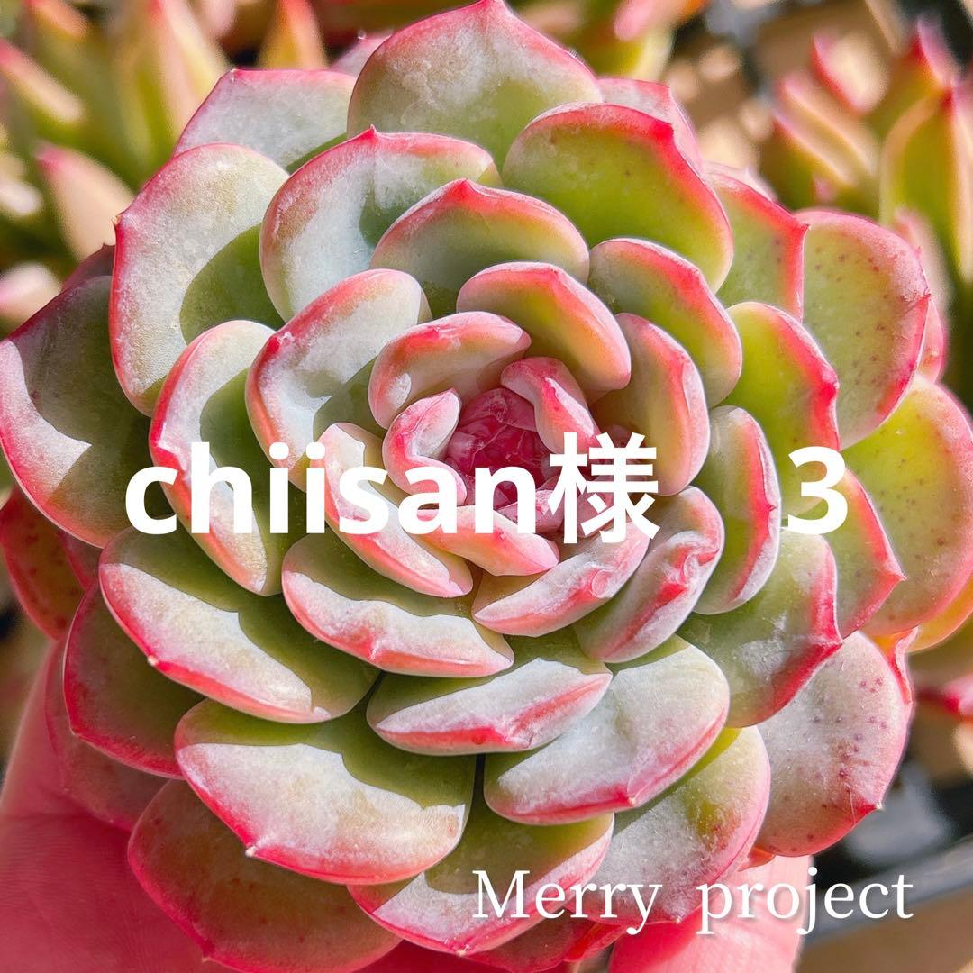 ☆謙信様ご購入苗✿✿㉕-122㉕-165㉕-457クリスマスローズ