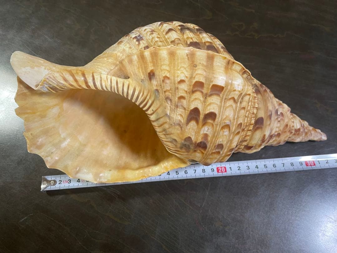 法螺貝 32cm - メルカリ