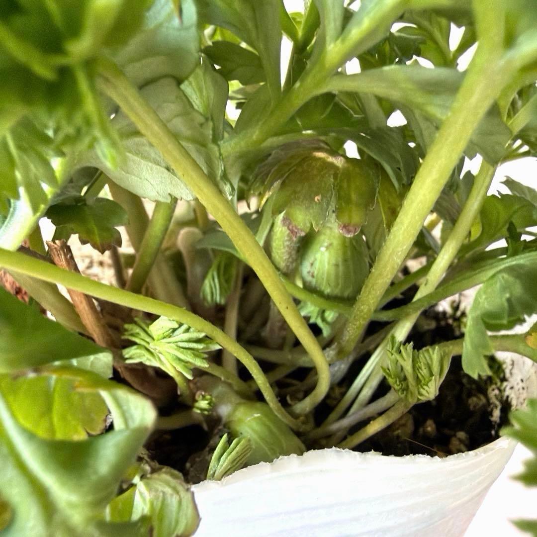 【1年株】八重咲きアネモネ momo もも　オフホワイト赤みピンク系《2/5》