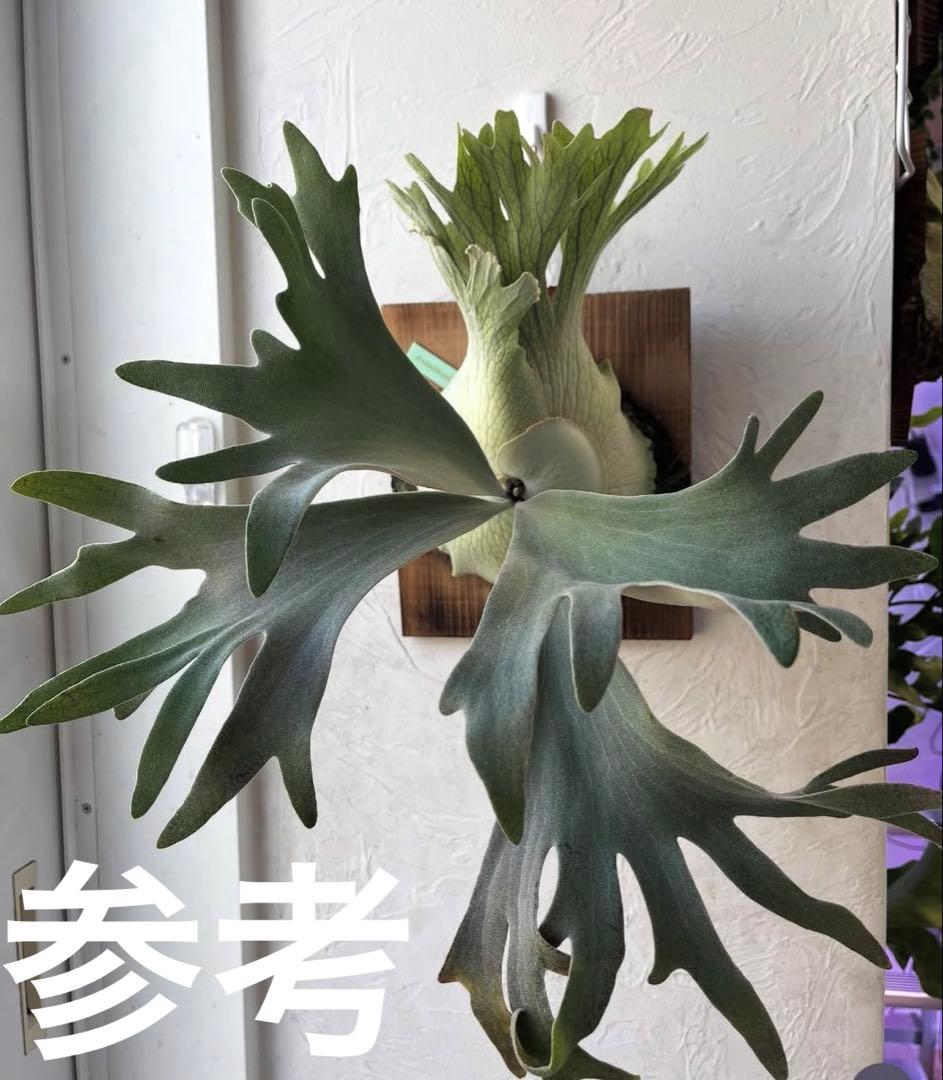 ビカクシダ ペドロタツタ コルク付け - メルカリ