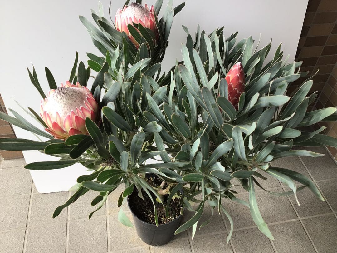 幹が太く根もしっかり張ってるプロテア・ポッサムマジック4輪咲き プロテア ポッサムマジック 1F （7寸）① | 沼ノ上農園