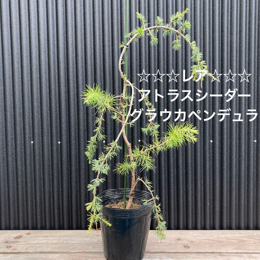 アトラスシーダーグラウカペンデュラ 苗 - メルカリ