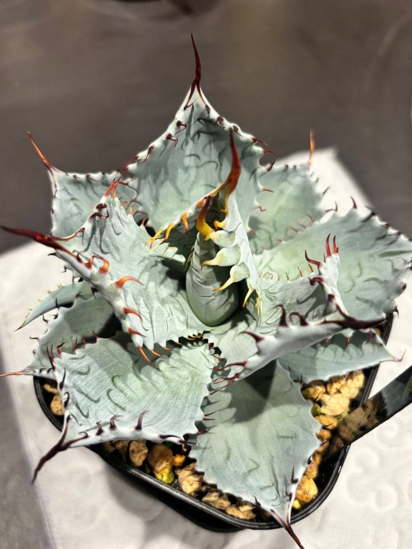 アガベ 甲蟹屈原 子株 発根済 特白 青葉 陽炎 狂刺 ハイブリッド ② アガベ 甲蟹×血屈 ハイブリッド 肉厚 青葉 子株 | アガベ専門店 Heart