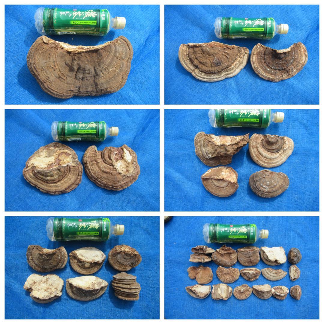 サルノコシカケ 猿の腰掛け 31個 2．8kg - メルカリ