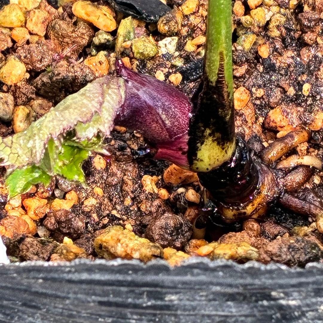 ヒ*イ様 ☘️超希少☘️唯一無二☘️根充実❤️しっかり新芽❤️907【Ash】D