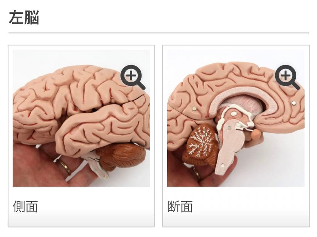 脳模型 5分解モデル 3B Smart Anatomy 実物大 新品未使用 - メルカリ