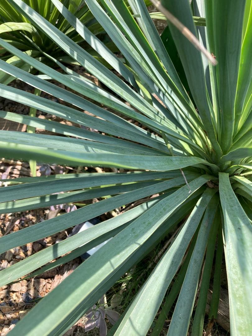 耐寒性ユッカ ブルーセントリー大株◇ドライガーデン多肉サボテン
