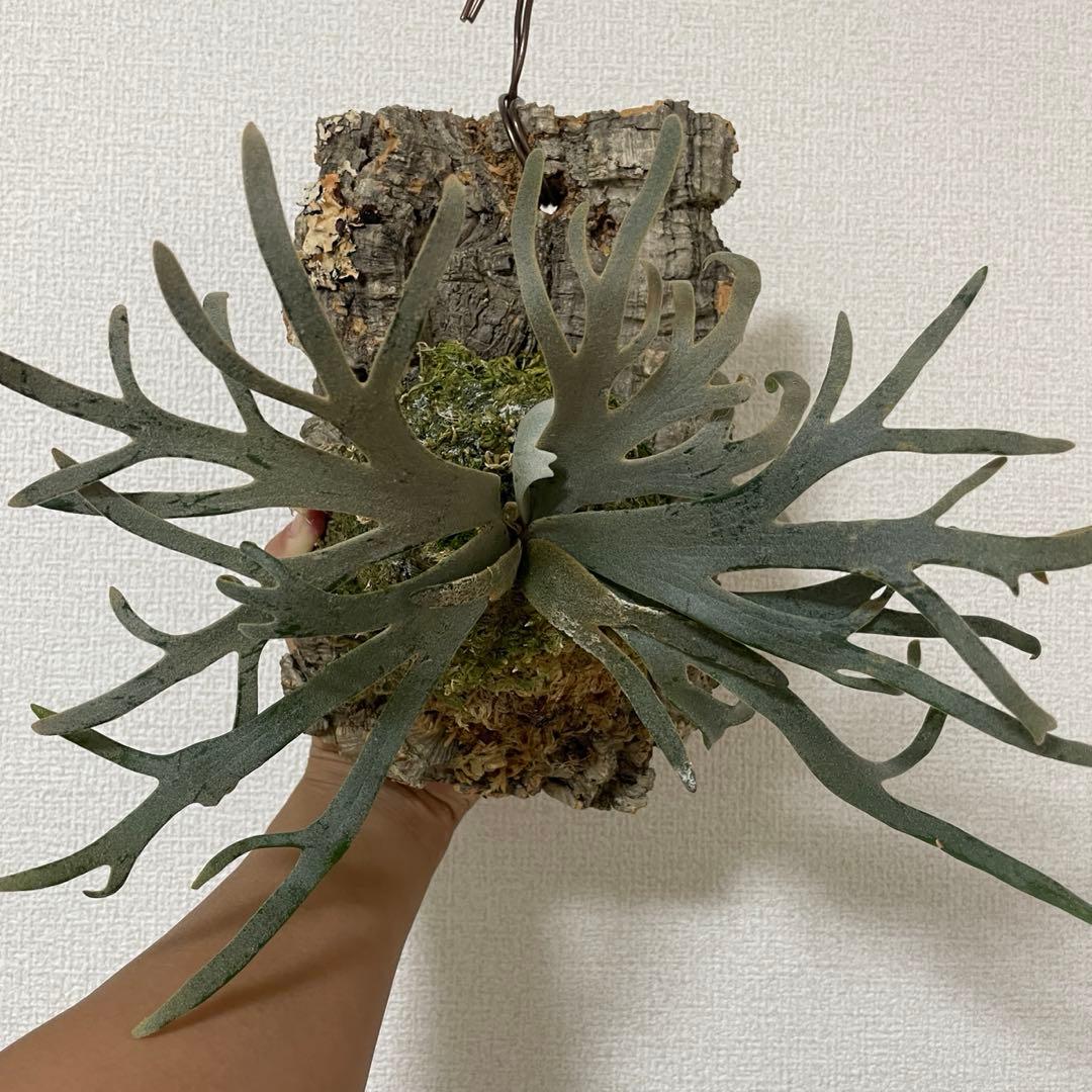 やま P. Willinckii Jenny TC その後のビカクシダ ジェニー（P. willinckii Jenny TC) ②