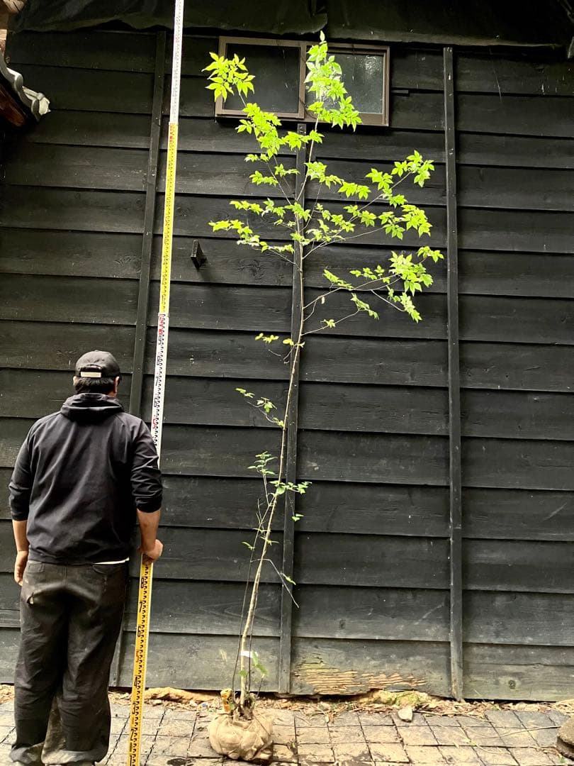 91 山採り　アオダモ　ミヤマガマズミ付き 熊谷農機 KUMAGAI 送塵機 籾殻搬送 処理 モーター付 三相200V/1.5kW