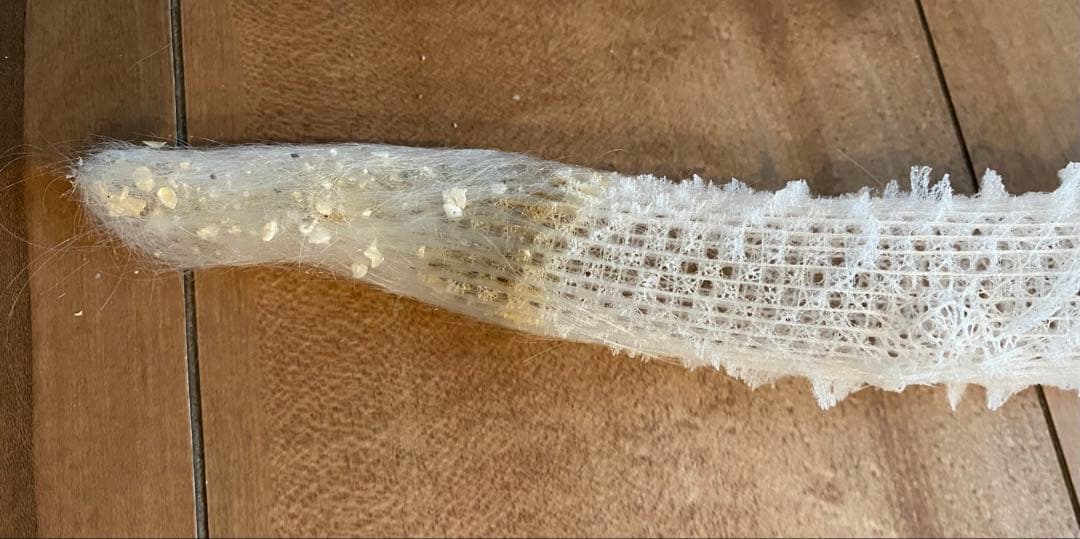 カイロウドウケツ　標本