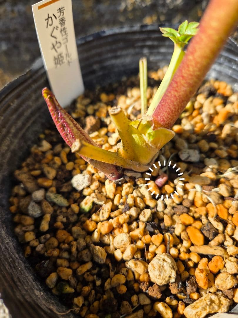 クリスマスローズ かぐや姫 - メルカリ