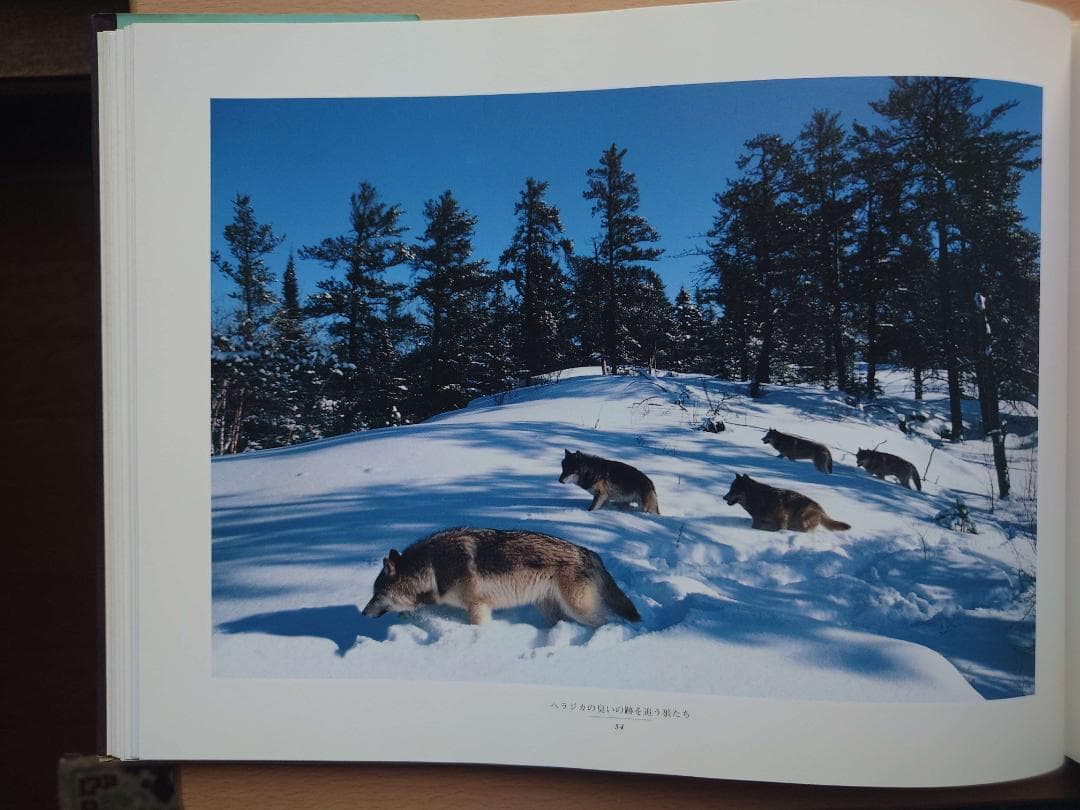 ジム・ブランデンバーグ「白いオオカミ」「ブラザー・ウルフ」絶版