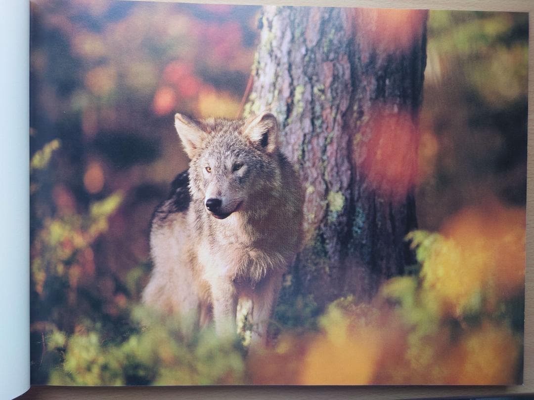 ジム・ブランデンバーグ「白いオオカミ」「ブラザー・ウルフ」絶版