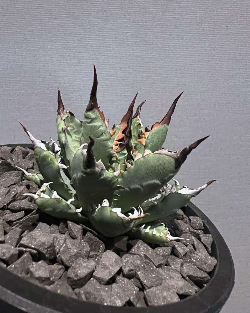 チタノタ シーザー ボール型 タグ付き❗️【39】