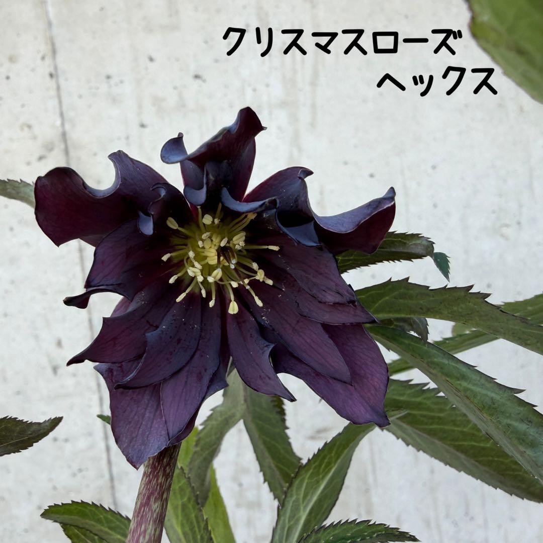 クリスマスローズ　ヘックス　ウィンターシンフォニー 一点物】堀切園 クリスマスローズ ウィンターシンフォニー HEXE