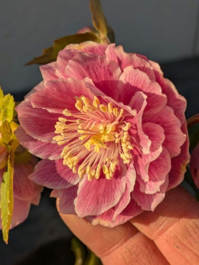 広瀬園芸 クリスマスローズ アンティークオーレアddピンクベイン