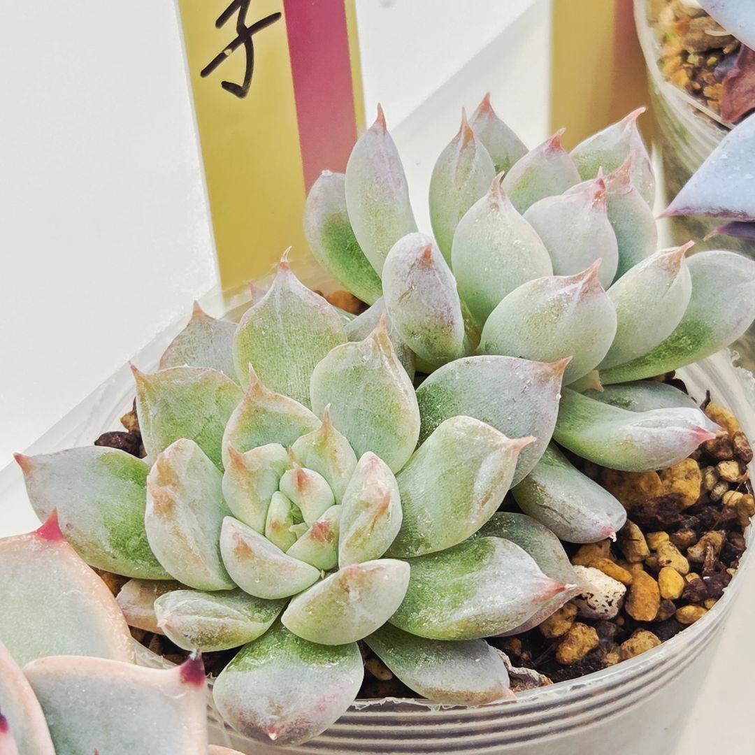 ㉖大きめ苗青鬼❣️ちょこん❣️そわそわ❣️おらいさん発根済 6苗