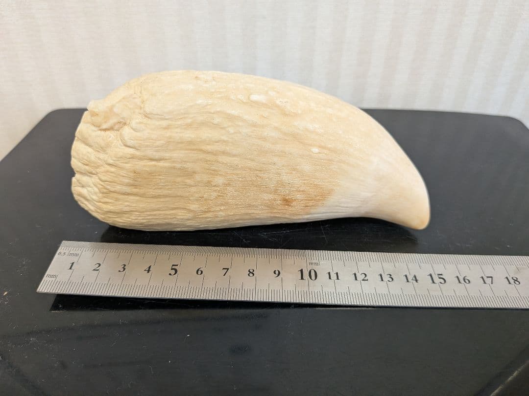 マッコウ鯨歯 本物 片面平磨き済み - メルカリ