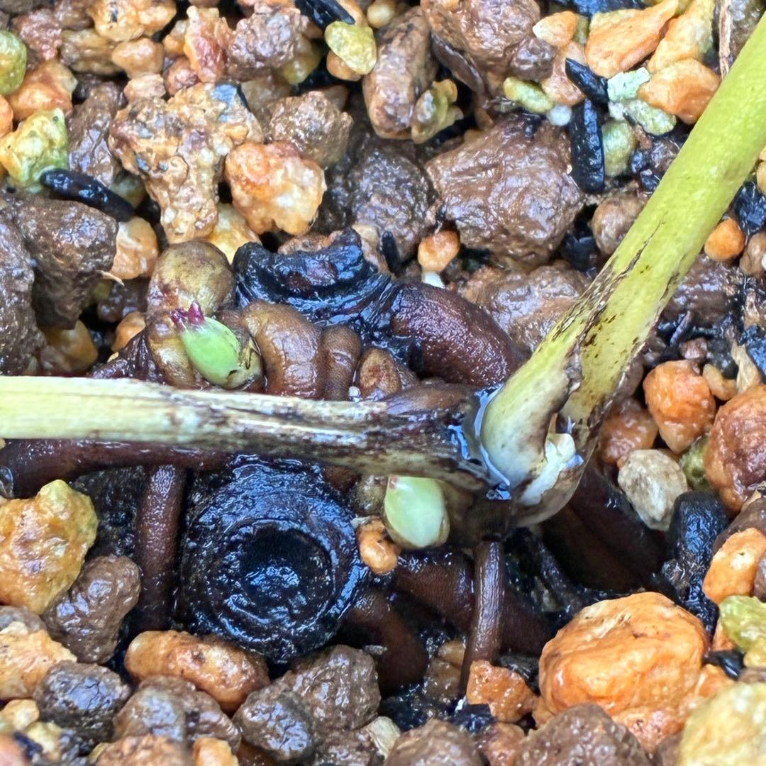 ヒ*ロ様 ☘️ラスト2☘️根充実❤️沢山新芽❤️3229⭐️プリティー⭐️ベイン