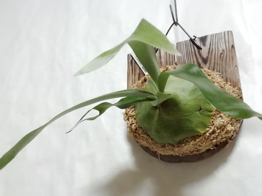 希少株ですが、格好良くて育てやすい ウイリンキー変異個体株 - メルカリ