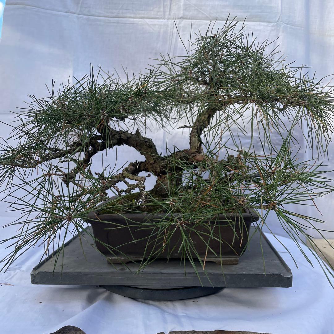 盆栽① ミニ盆栽 「津山八ッ房桧」 : 盆栽彩都ヤフー店 - 通販 - Yahoo