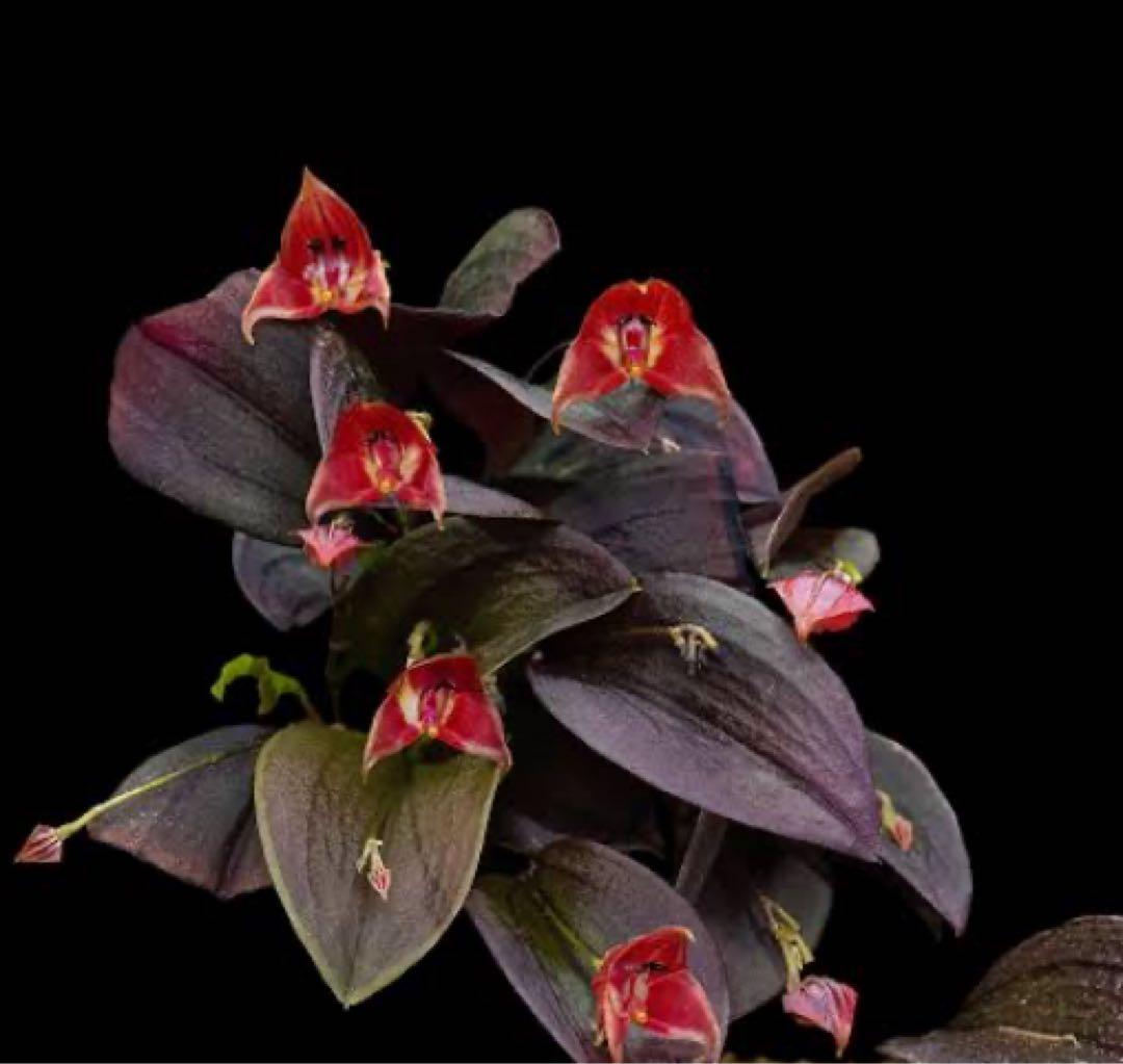 lepanthes lucifer レア種　南米小型着生ランレパンテスミニチュア lepanthes lucifer レア種 南米小型着生ランレパンテスミニチュア