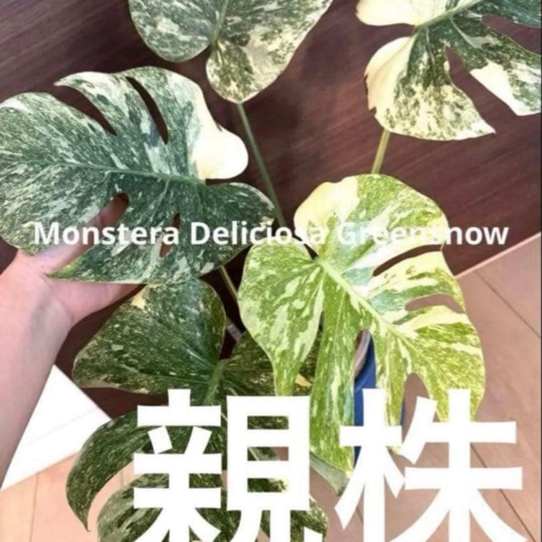 ア*輩様 数量限定！最高級 モンステラ デリシオーサ グリーンスノー