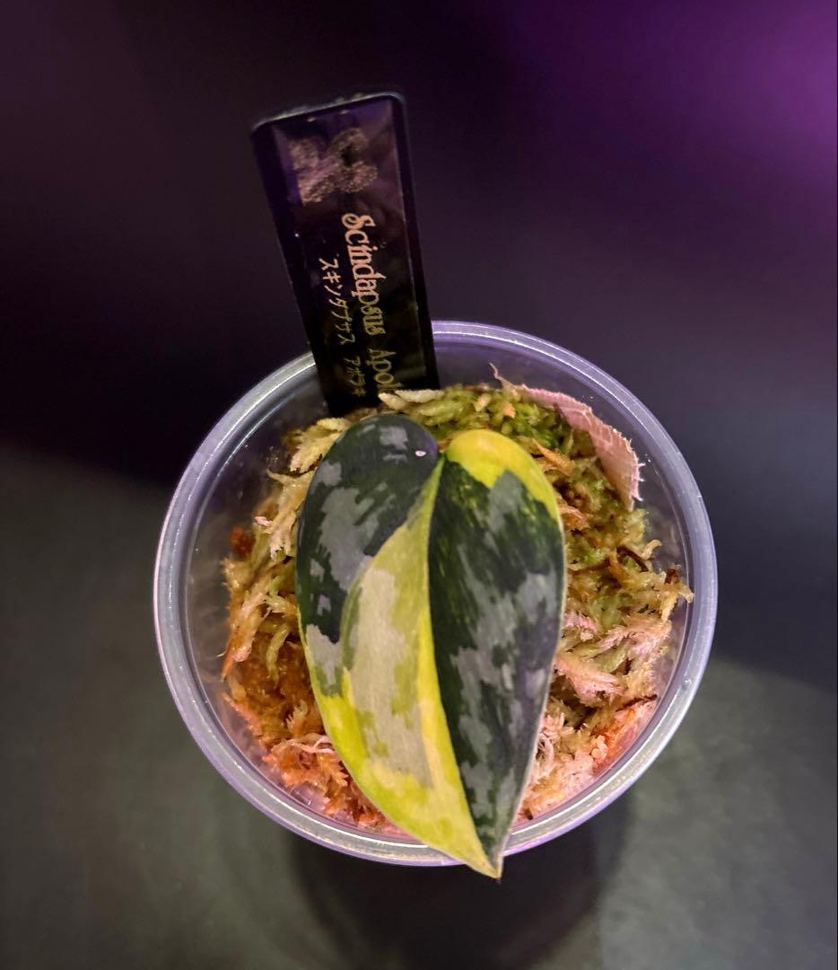 スキンダプサス 綺麗な斑入り セットH3 - メルカリ