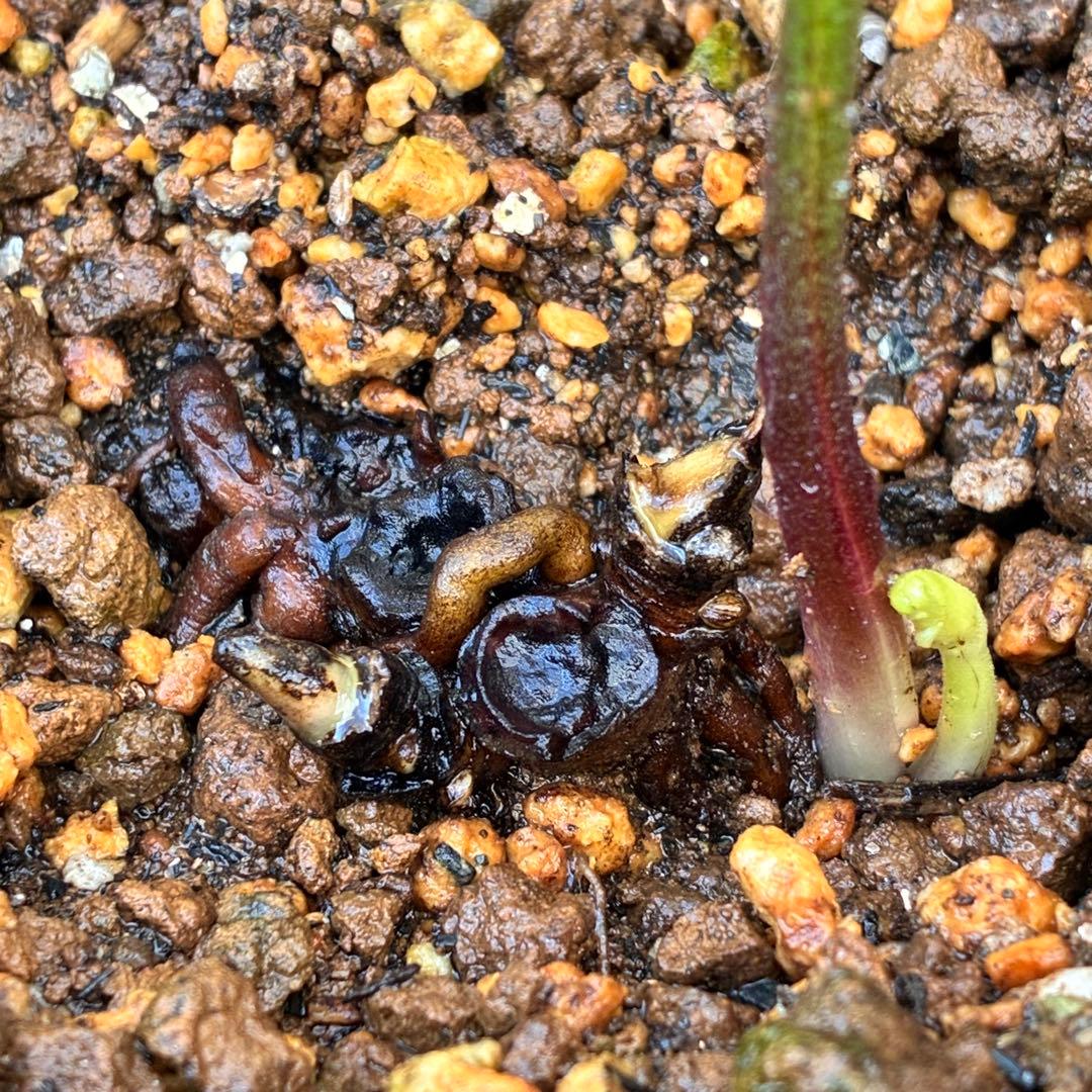 ま*ん様 ❤️根充実❤️沢山新芽❤️717超個性的⭐️花火的お顔と細葉がGood