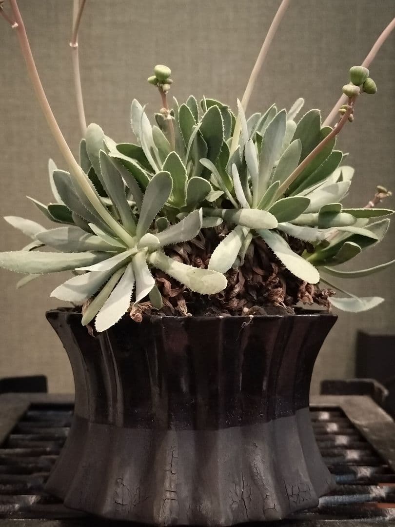 オトンナ レトロルサ 礎礎 鉢 発根 現地球 検)カタフ パキプス コミフォラ オトンナ レトロルサ（発根済み） RF230007 | RAFLUM / ラフラム｜東京