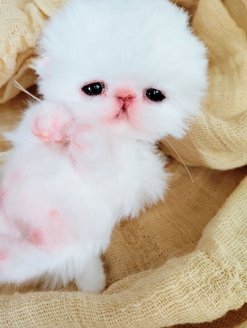 むぎゅサイズ♡お腹ぽっこり♡赤ちゃん子猫のピポちゃん♡アートドール♡ぬいぐるみ♡ Amazon.com: BEEMAI Nobeko Heartwarming Azukisan's Daily Series 3