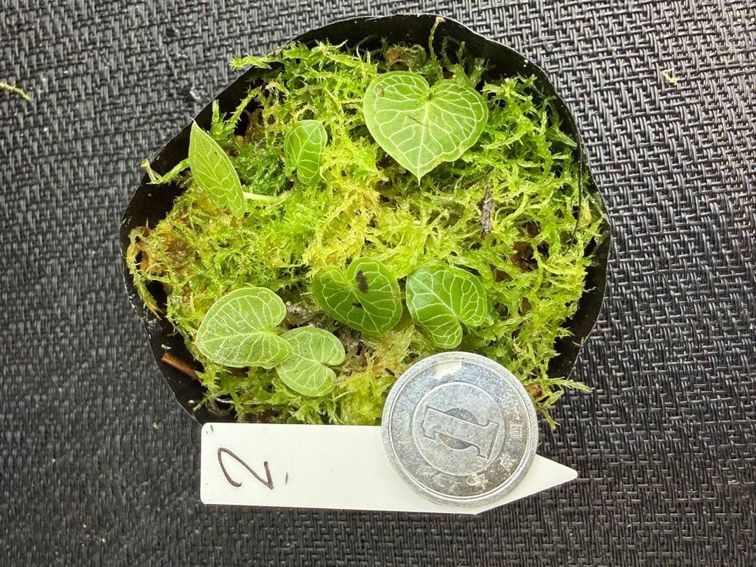 そ*う様 ⭐︎ ⭐︎ Corybas pictus ② 超小型コリバス・ピクタス 2026年最新】Corybasの人気アイテム - メルカリ