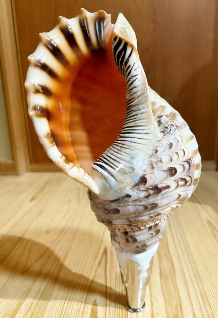 修験道法螺貝36㎝　山伏　密教　熊よけ　魔除け❣️ホラガイ　ほら貝 修験道法螺貝 山伏 密教 魔除け 熊よけ❣️ホラガイ ほら貝 L108288728