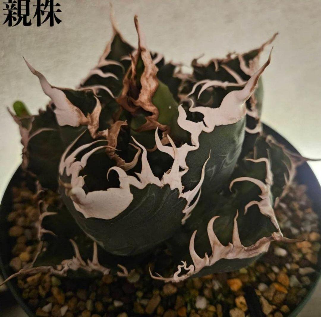 【良型】アガベ　スーパーチタノタ　バケモノ　悪魔くん 2026年最新】チタノタ悪魔くんの人気アイテム - メルカリ