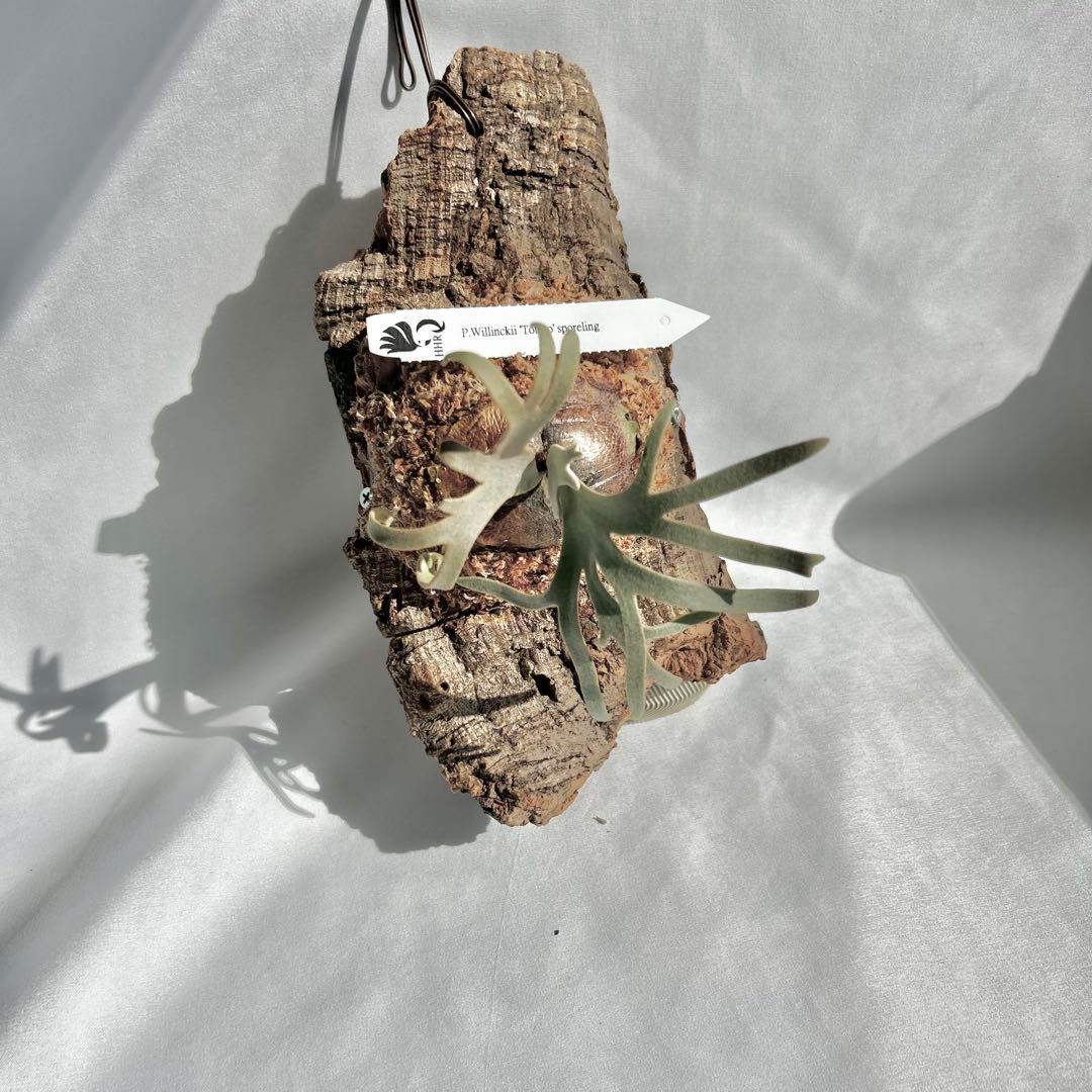 P.Yellow Moon Dwarf Totoro' （spore）【98】 - メルカリ