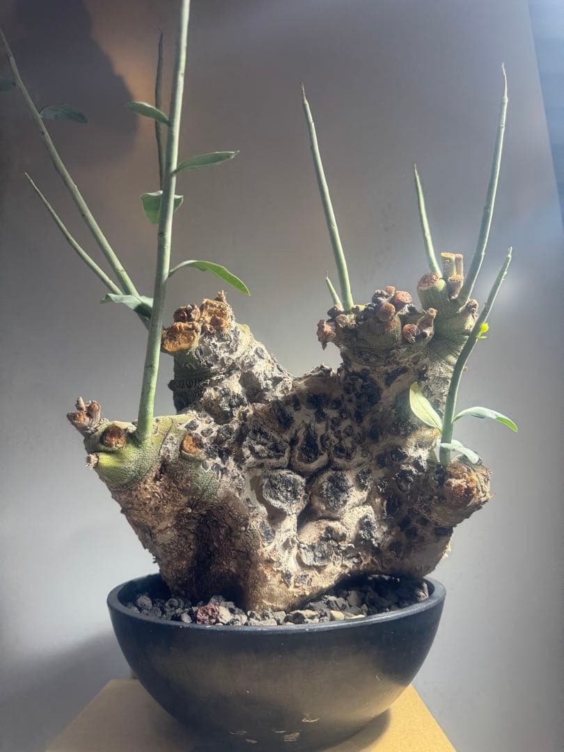 アデニア　ペチュエリー　現地球　発根済　塊根植物　コーデックス アデニア ペチュエリー 現地球 発根済 塊根植物 コーデックス アデニア