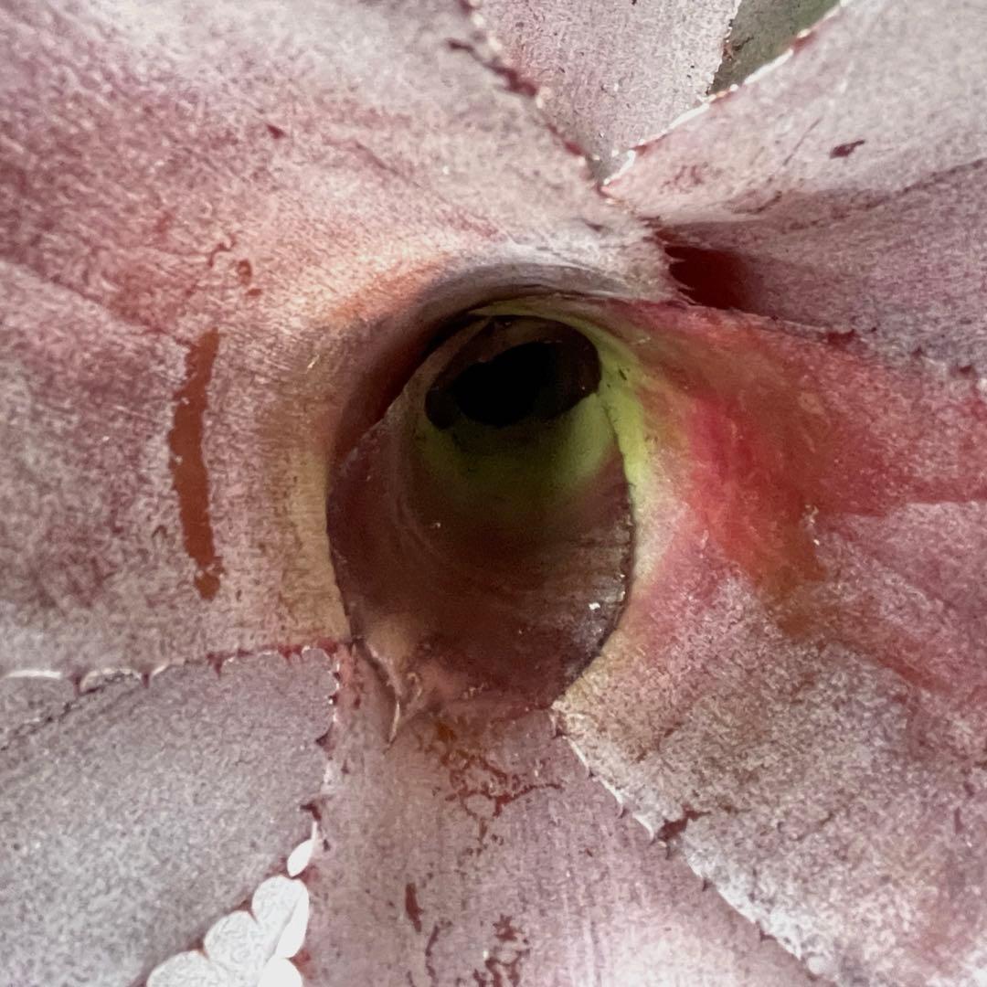 希少】Aechmea エクメア ムルフォーディ マルバ 縄育ち - メルカリ